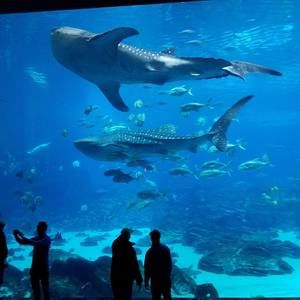 Meet your Posher, Jamar