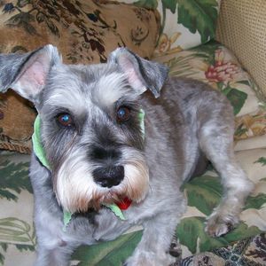 Meet your Posher, Judy