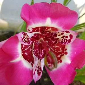 Meet your Posher, Constance