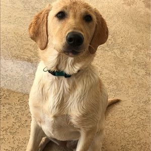 Meet your Posher, Dalton