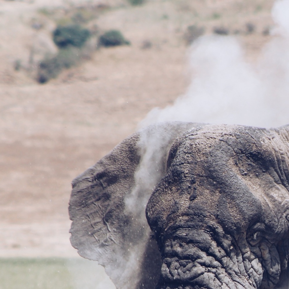 Meet your Posher, Lily