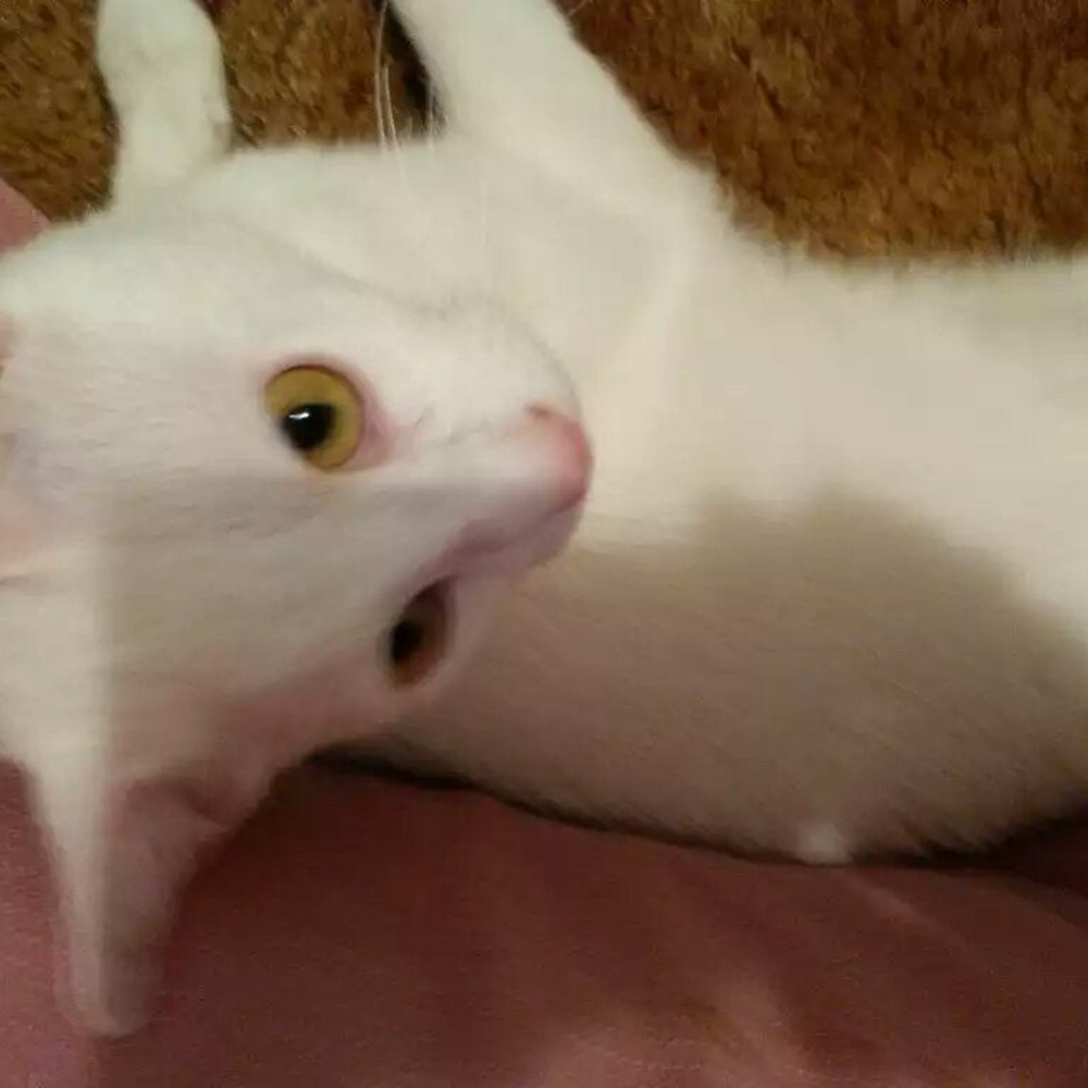 Meet your Posher, Carol