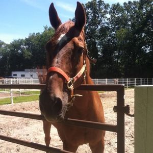 Meet your Posher, Bridget