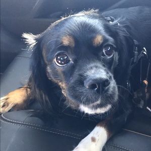 Meet your Posher, Kelsey