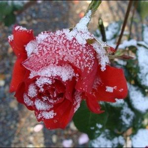 Meet your Posher, Marilena