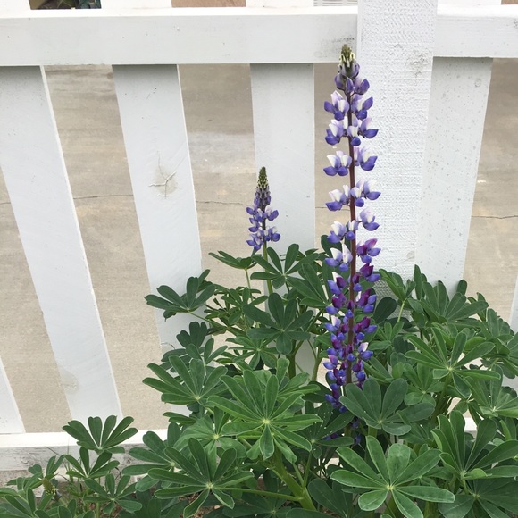 Meet your Posher, Tanya - Picture 1 of 1