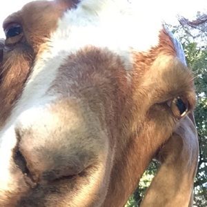 Meet your Posher, Nash