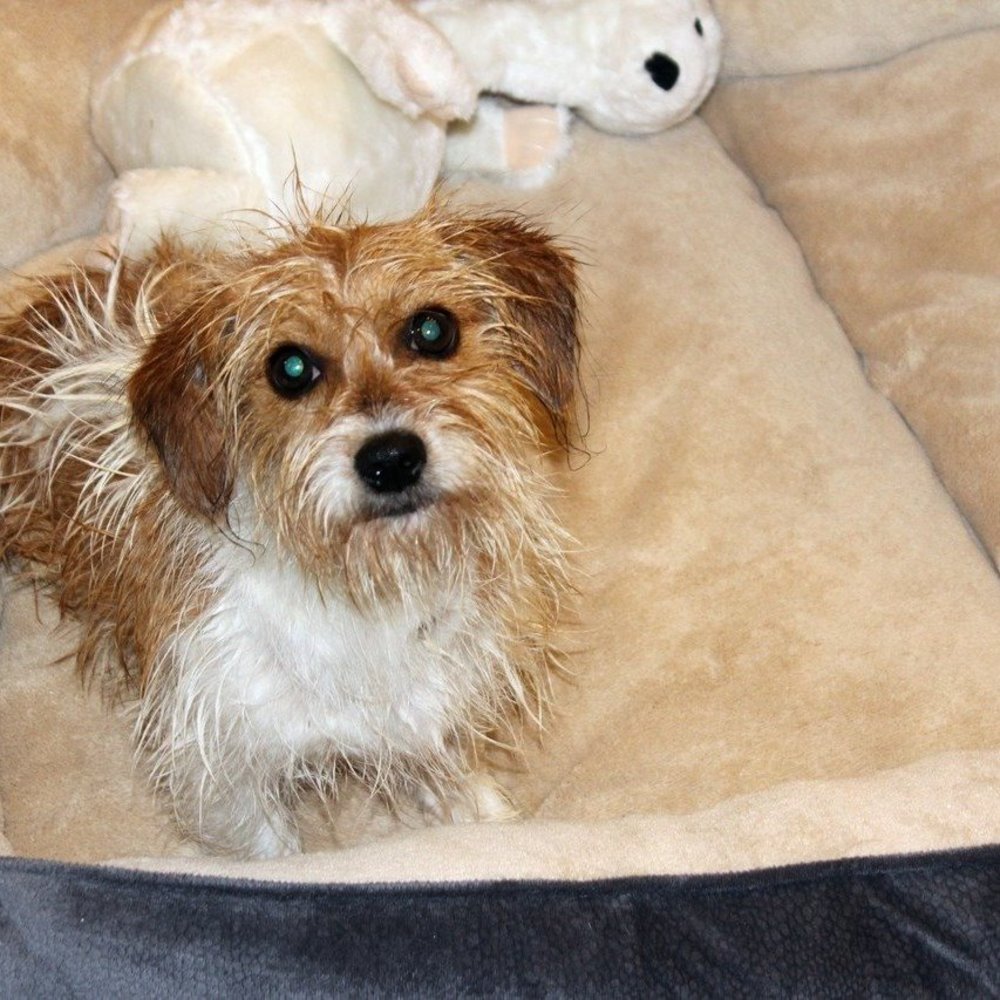 Meet your Posher, Anne