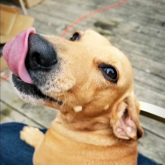 Meet your Posher, Amber - Picture 1 of 1