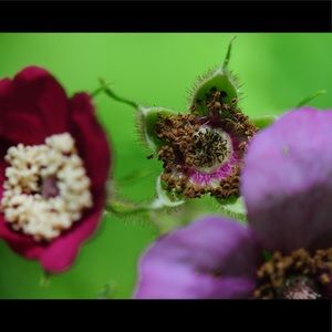 Meet your Posher, Bridget