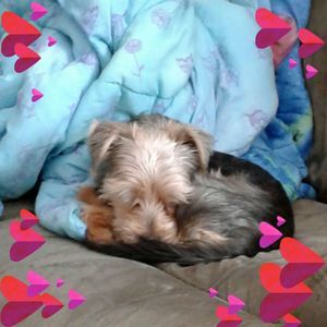 Meet your Posher, Penny