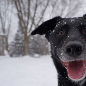 Meet your Posher, Grace