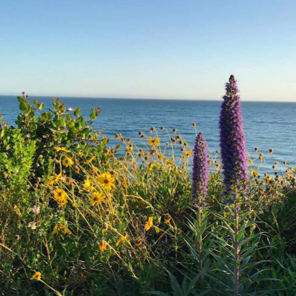 Meet your Posher, Sadie