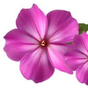 Meet your Posher, Sonia