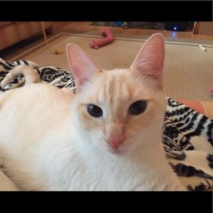 Meet your Posher, Ashley