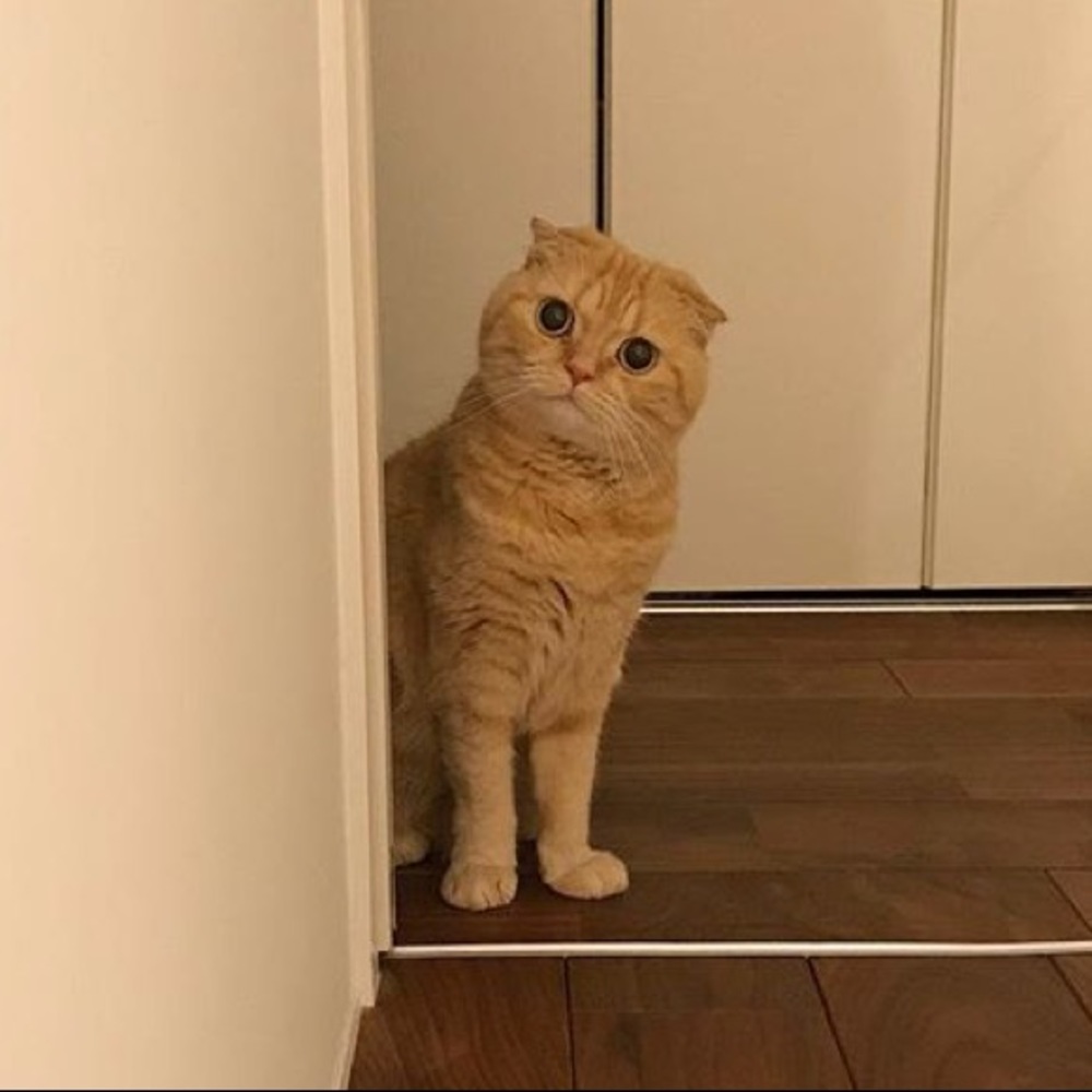 Meet your Posher, William