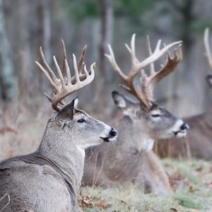 Meet your Posher, Lance