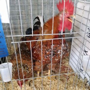 Meet your Posher, Dewayne