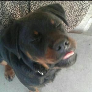 Meet your Posher, Ronaldo