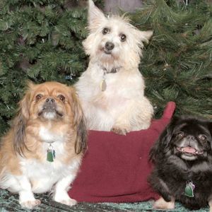 Meet your Posher, Carol