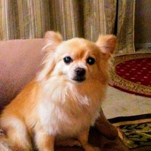 Meet your Posher, Preeti