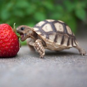 Meet your Posher, Liyang