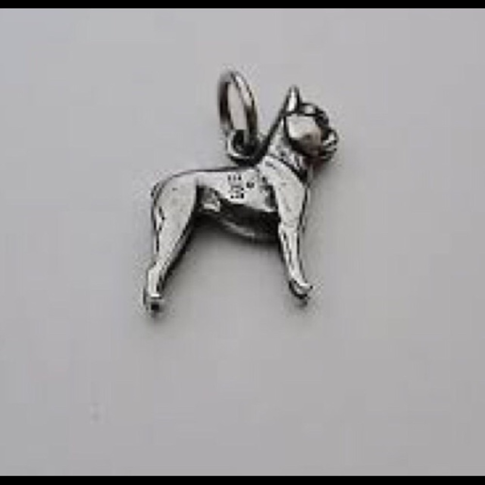 ISO JA Boston Terrier