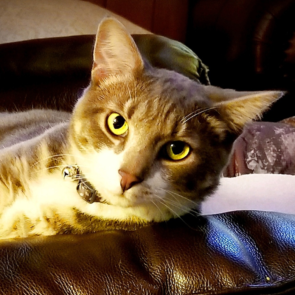 Meet your Posher, Kate