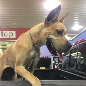 Meet your Posher, Liz