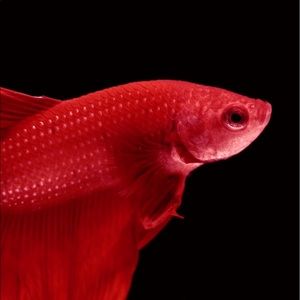 Meet your Posher, Dung