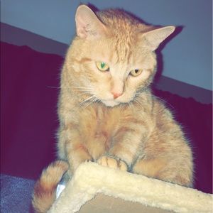 Meet your Posher, Katie