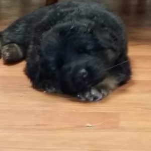 Meet your Posher, Linda