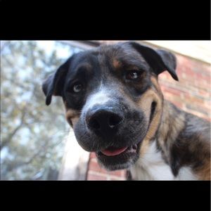 Meet your Posher, Marley