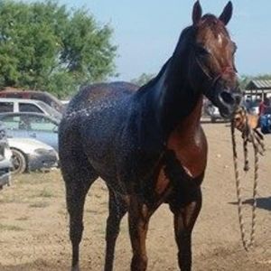 Meet your Posher, Adrian