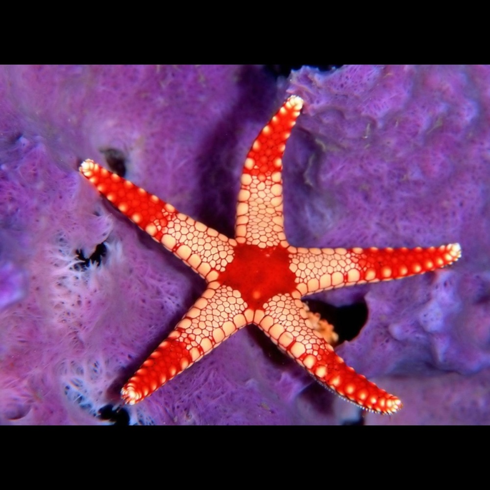 Meet your Posher, Theresa