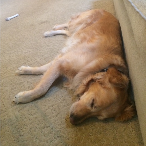 Meet your Posher, Maddy - Picture 1 of 1