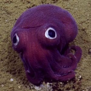 Meet your Posher, Allie