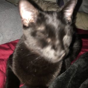 Meet your Posher, Dick