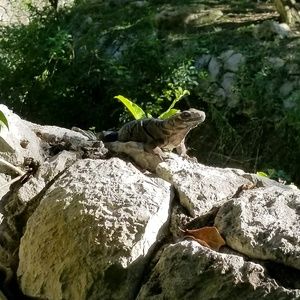 Meet your Posher, Gabriel