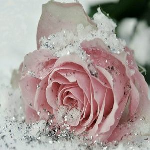 Meet your Posher, Cynthia