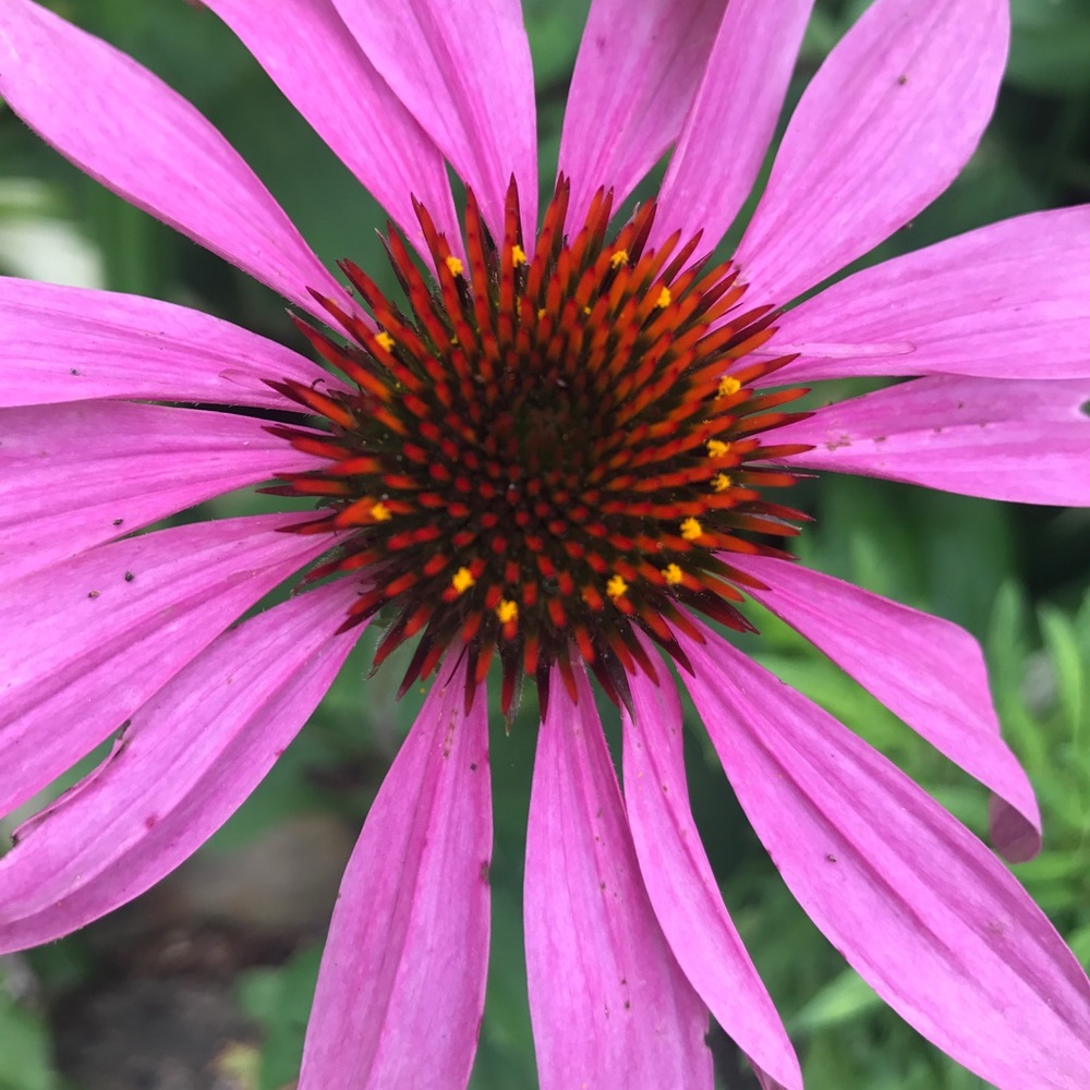 Meet your Posher, Mj