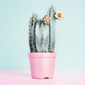 Meet your Posher, Autumn