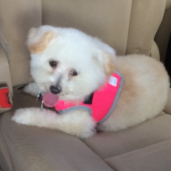 Meet your Posher, Patricia - Picture 1 of 1