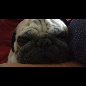 Meet your Posher, Victor