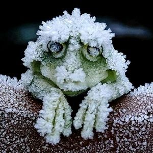 Meet your Posher, Dallas