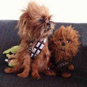 Meet your Posher, Jasper