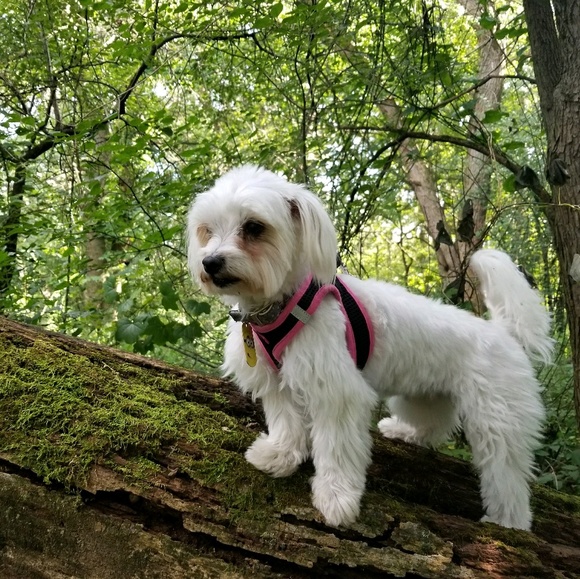 Meet your Posher, Iris - Picture 1 of 1