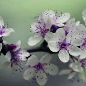 Meet your Posher, Monica