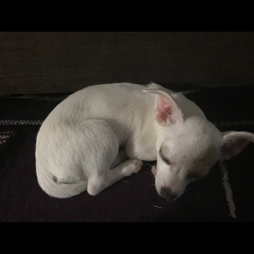 Meet your Posher, Blanca