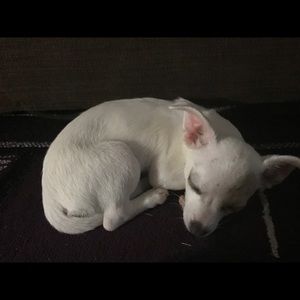 Meet your Posher, Blanca